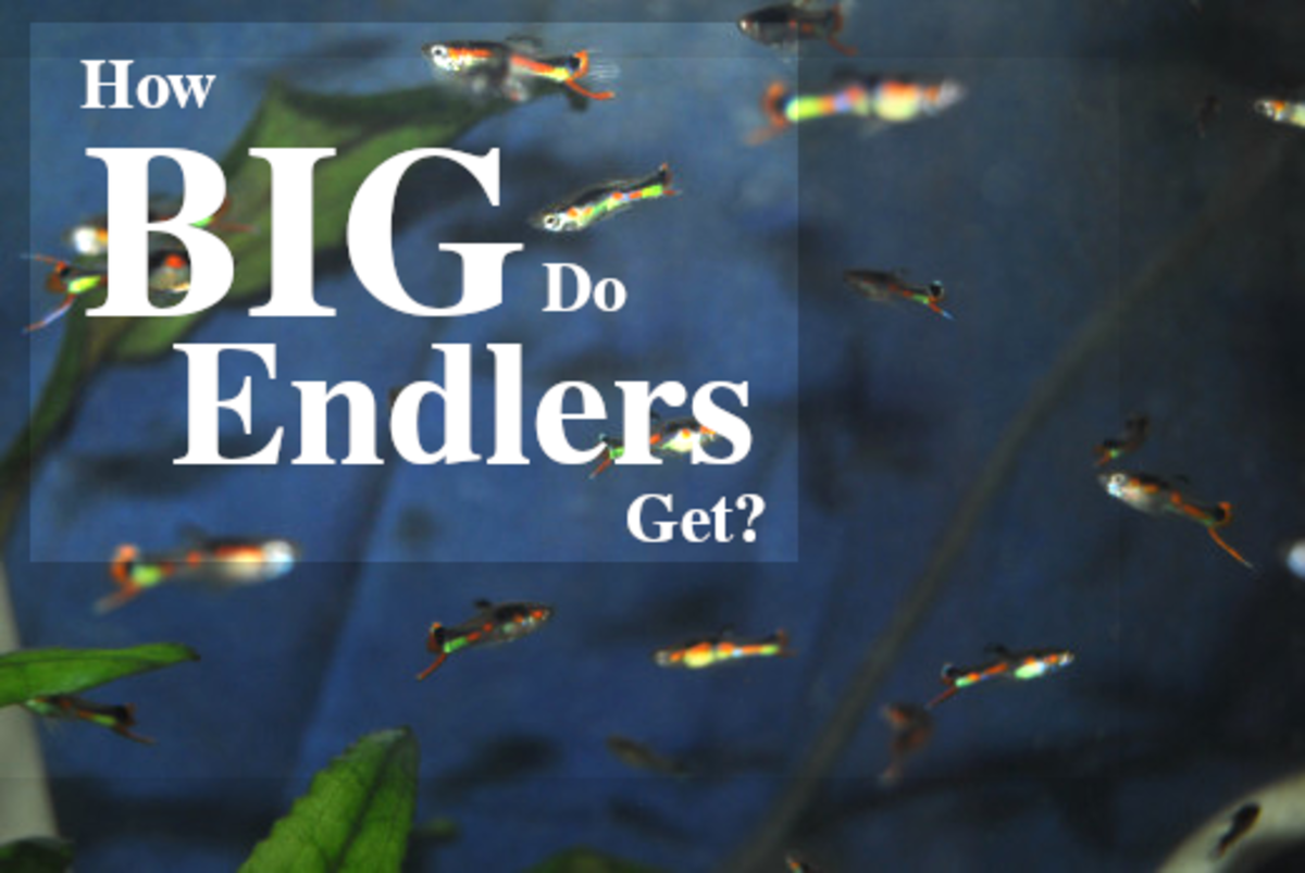 How Big Do Endlers Get?