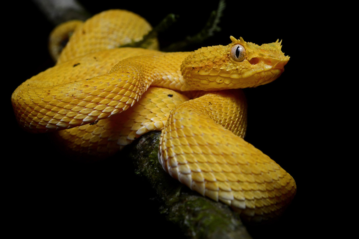 The venom of the Golden Lancehead, one of the most venomous vipers in the world is so strong that a human bitten by it can be dead within an hour.