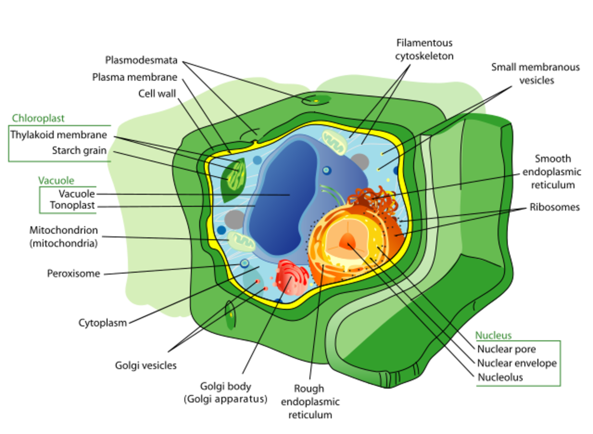 Plant  Cell
