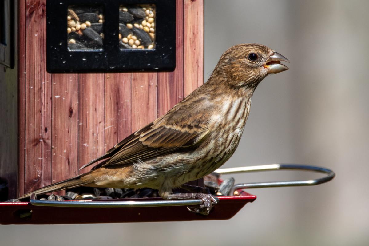 Keep your bird feeders clean to prevent the spread of disease.