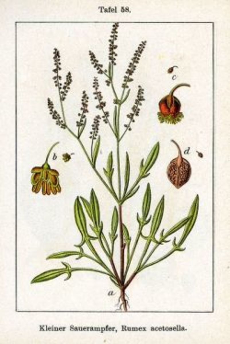 Sheep Sorrel Herb - Edible Weed With Healing Benefits