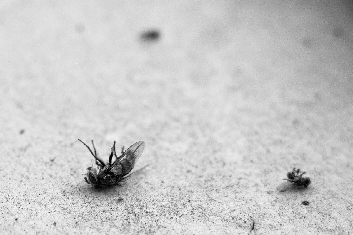As gross as it sounds, dust is partly made up of dead insect parts.