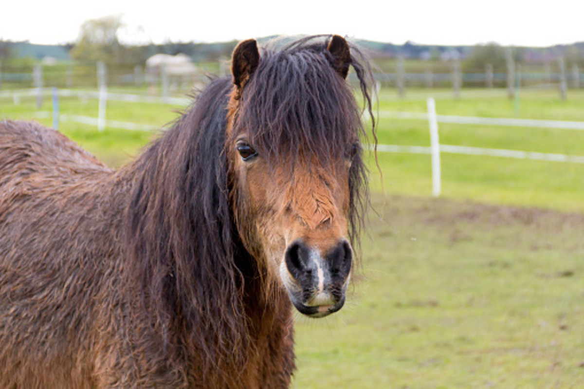 A horse having a bad hair day may be evidence of an evil visitation.