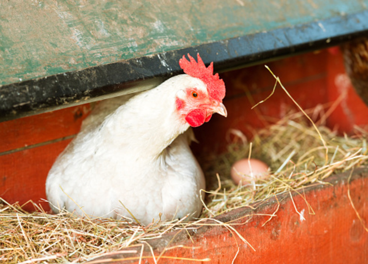 Chickens that are spooked by an evil spirit tend to have their egg-laying habits affected in unusual ways.