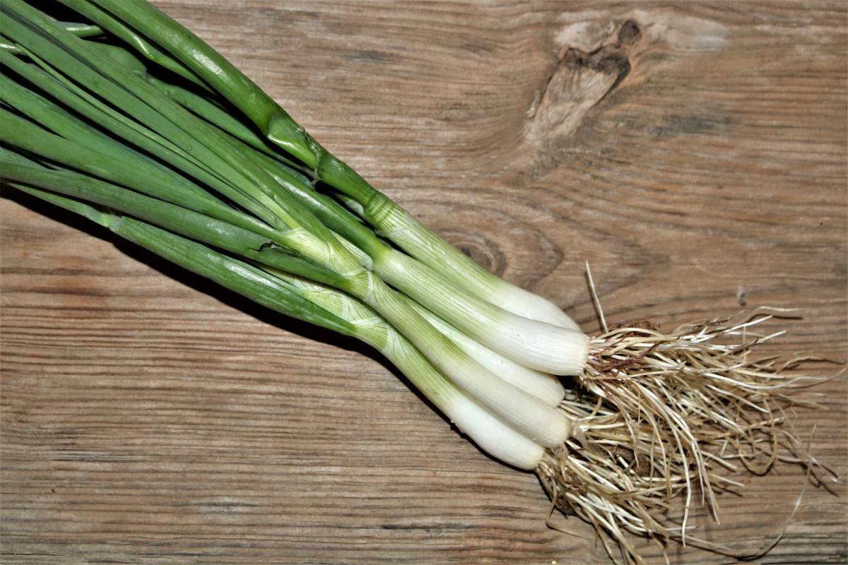 Freshly Picked Green Onions