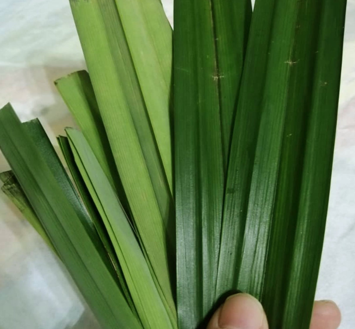 Screw pine leaf or better known as 'pandan' leaf in Malaysia. Adds a hint of fragrance to the coconut oil infused rice