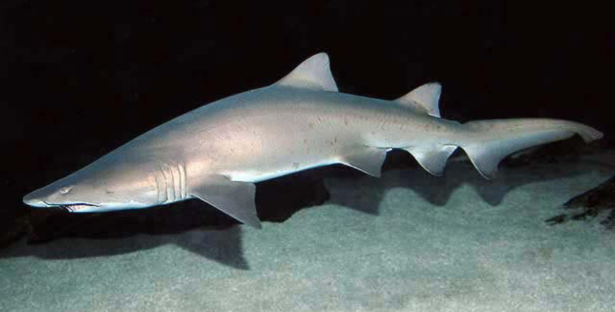 Despite its fearsome appearance, the Sand Tiger Shark is actually placid enough to be a common feature of marine aquariums across the world.