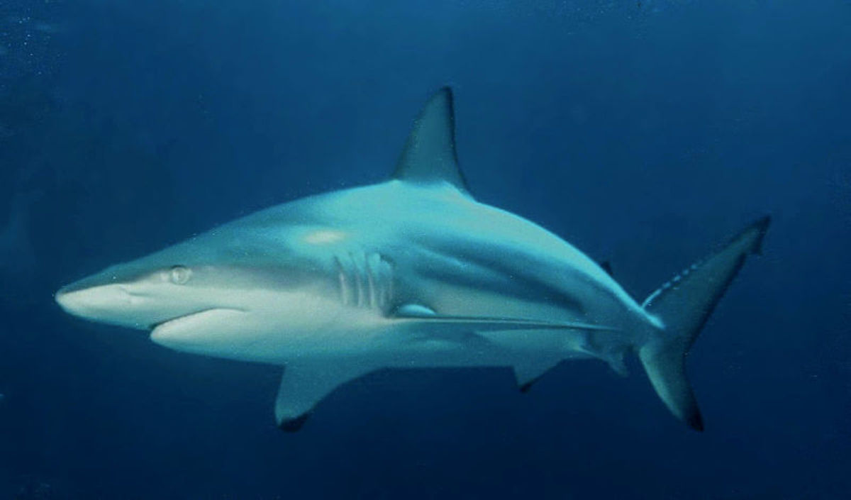 Top 10 Deadliest Sharks in the World - HubPages