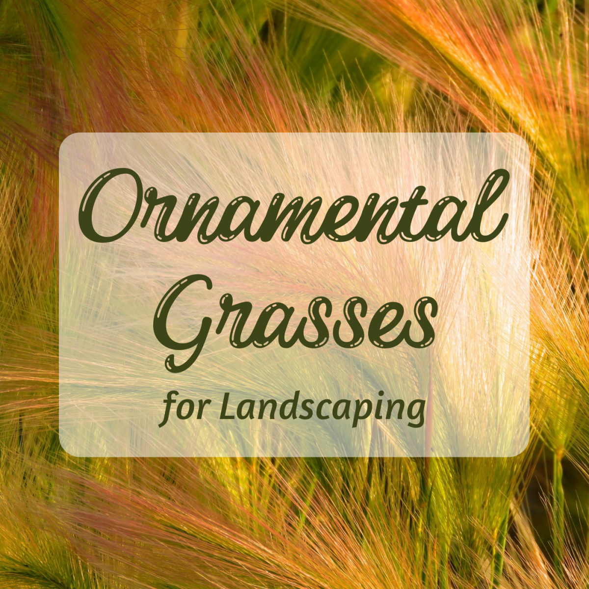 Foxtail Barley Grass and other ornamental grasses make an attractive addition to your landscape.
