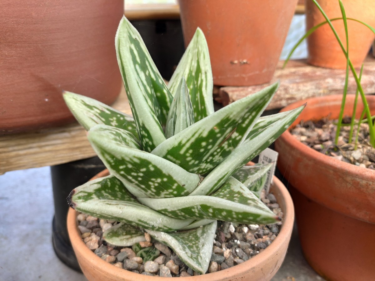 How to Divide and Pot Aloe Plants
