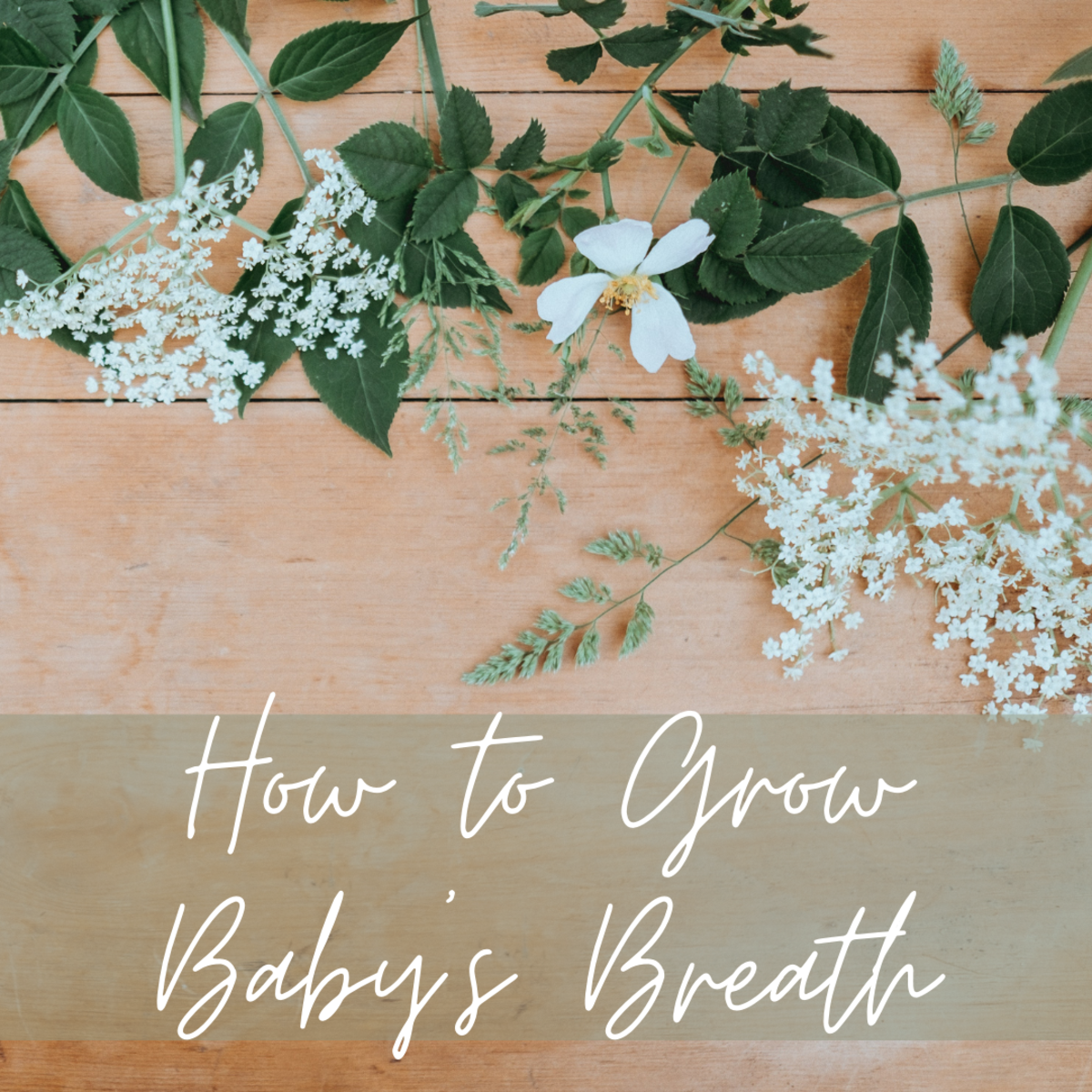 How to Grow Baby's Breath or Gypsophilia