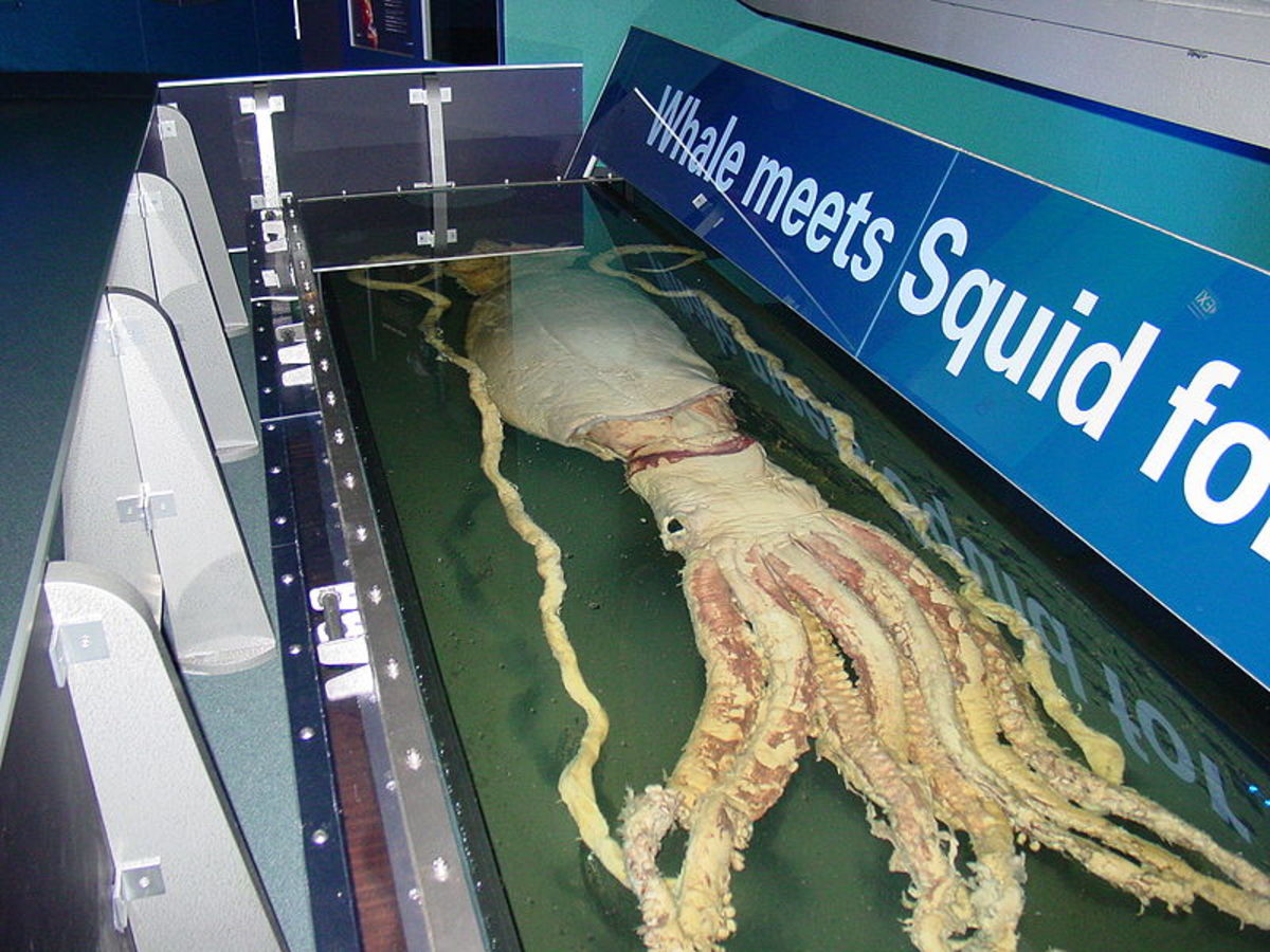Biggest Squid In The World