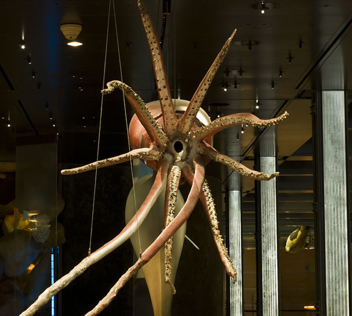 A plastinated giant squid in the French National Museum of Natural History.