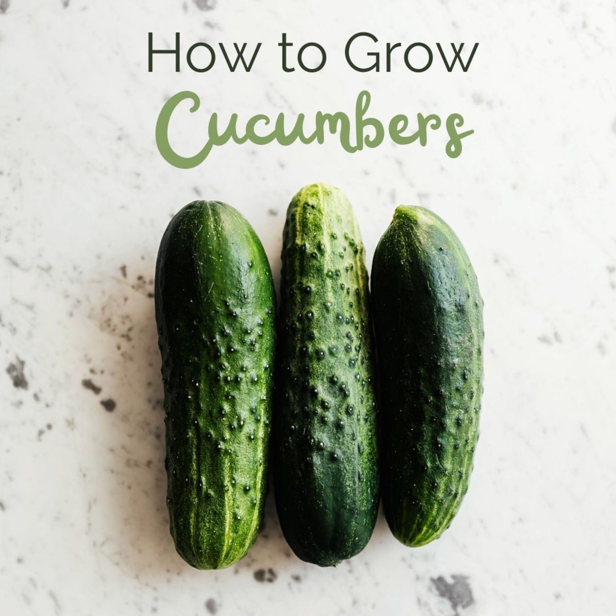 Everything You Need to Know About Growing Cucumbers