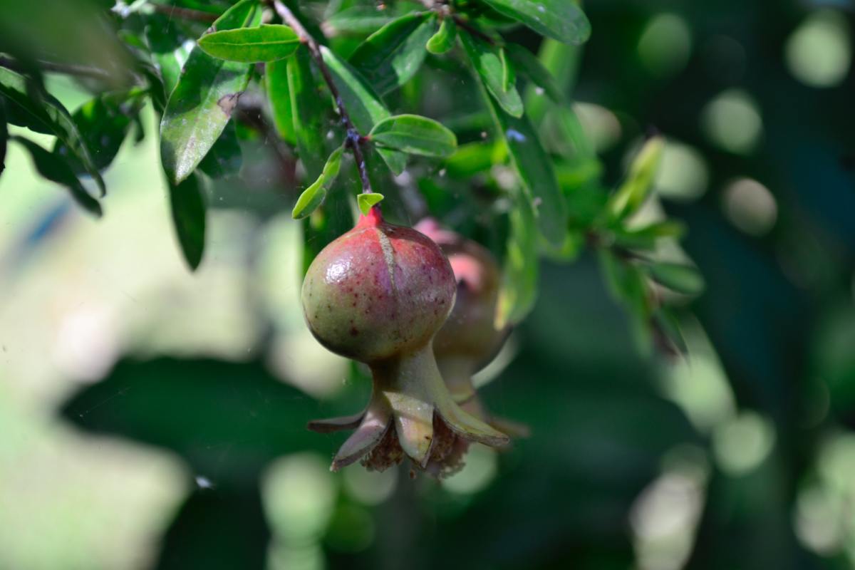 Young Pomegranate Blossom and Fruit Set