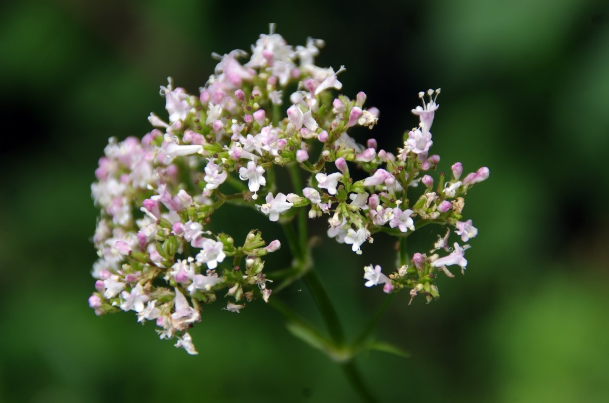 Cats love valerian—so if you're trying to deter them from your garden, then this may not be the plant for you.