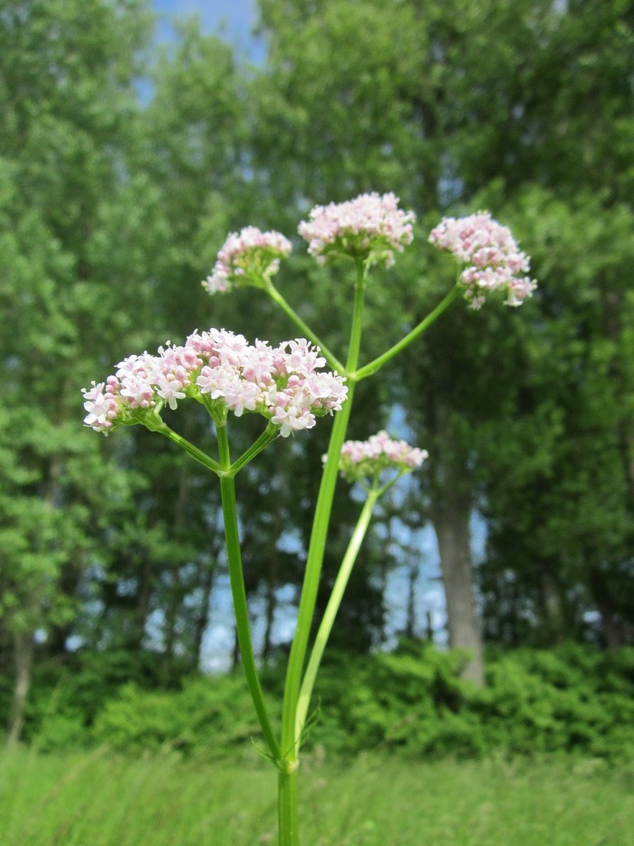 Though valerian has been used in various contexts to help with insomnia, anxiety, and headaches, studies on these effects are still largely inconclusive—so you should consult a doctor before ingestion.
