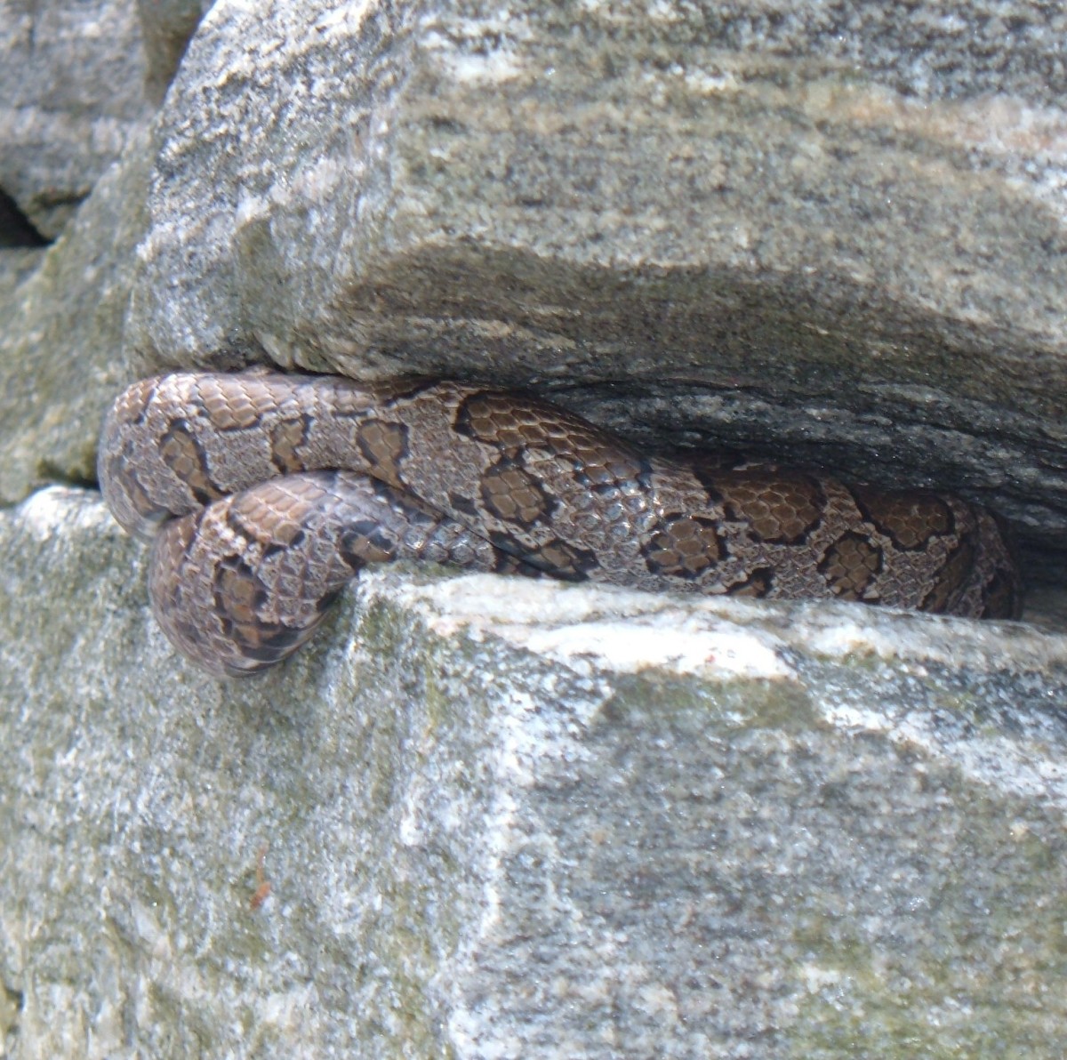 A Milk Snake hides in our stone wall