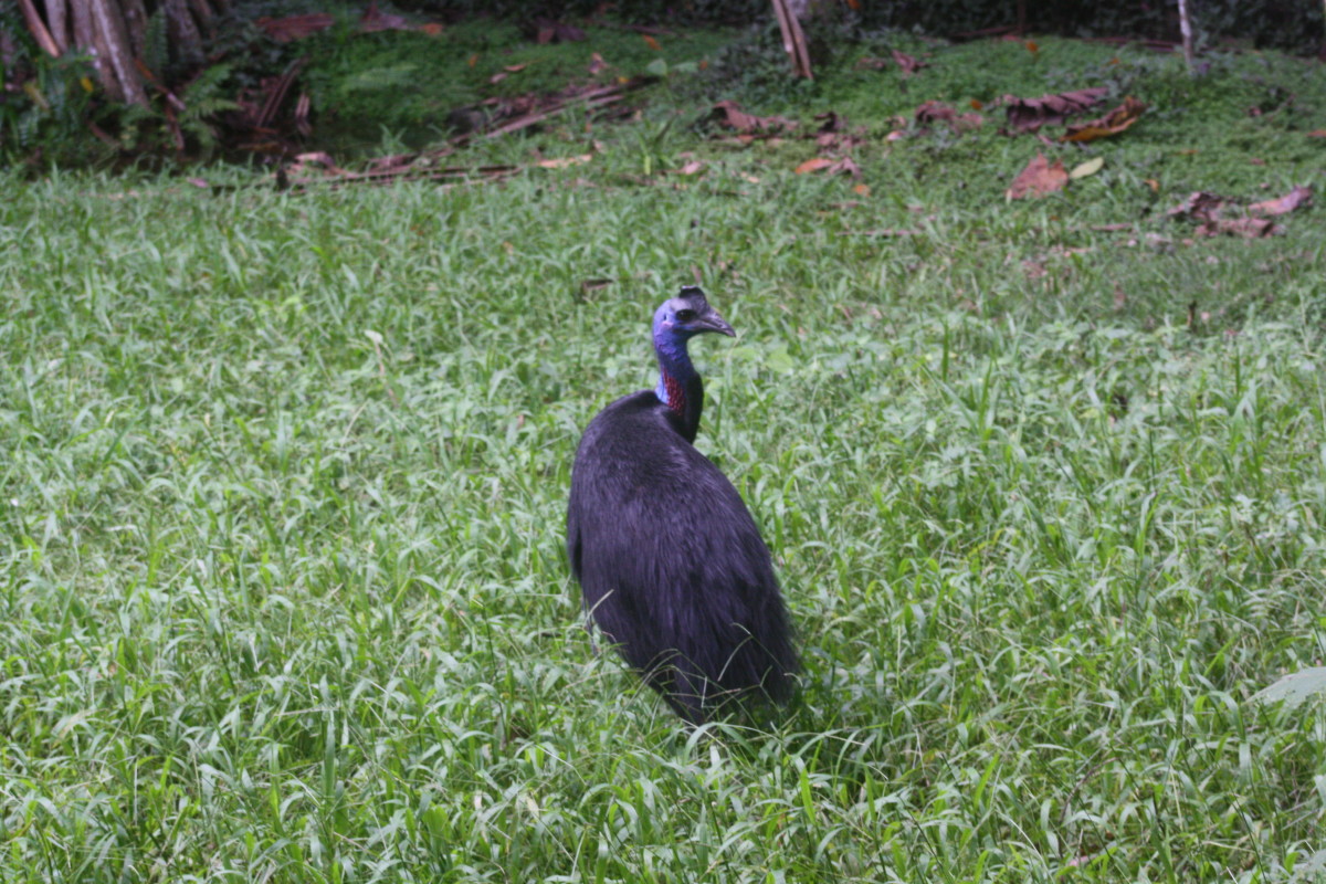 cassowary-dangerous-bird