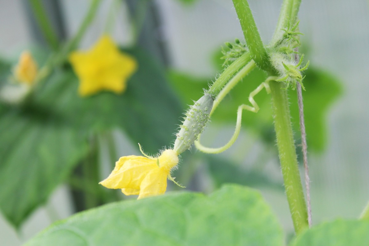 This little guy will develop into a tasty cucumber with the right care and conditions.