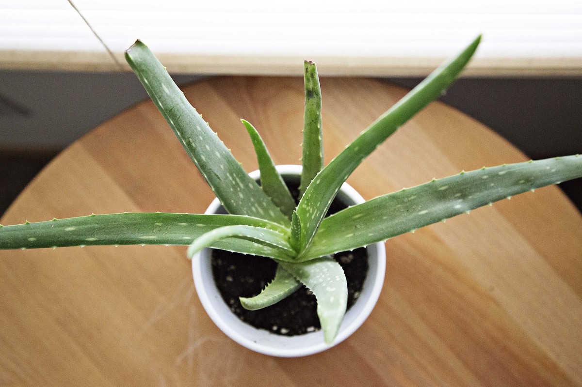 Aloe vera can be grown indoors or outdoors.