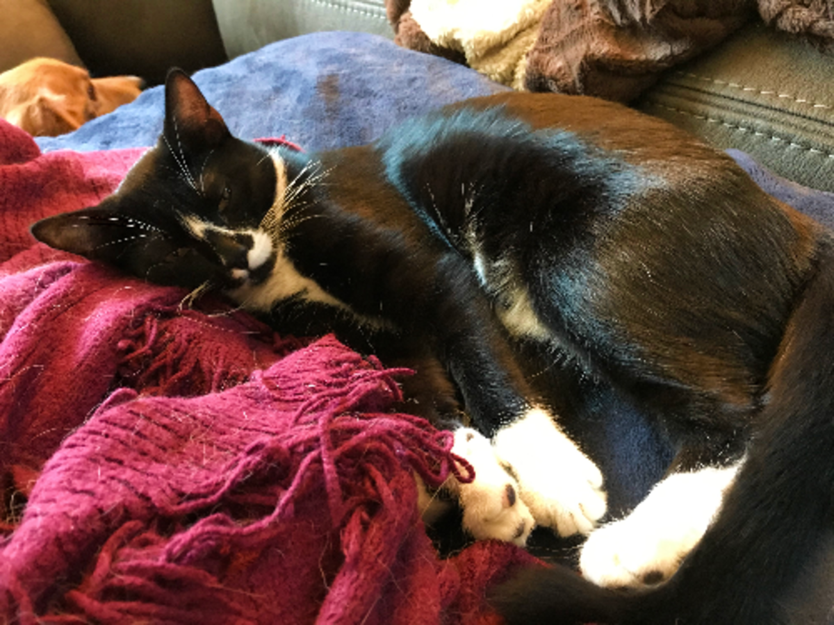 Why Does My Kitten Meow at Night? HubPages