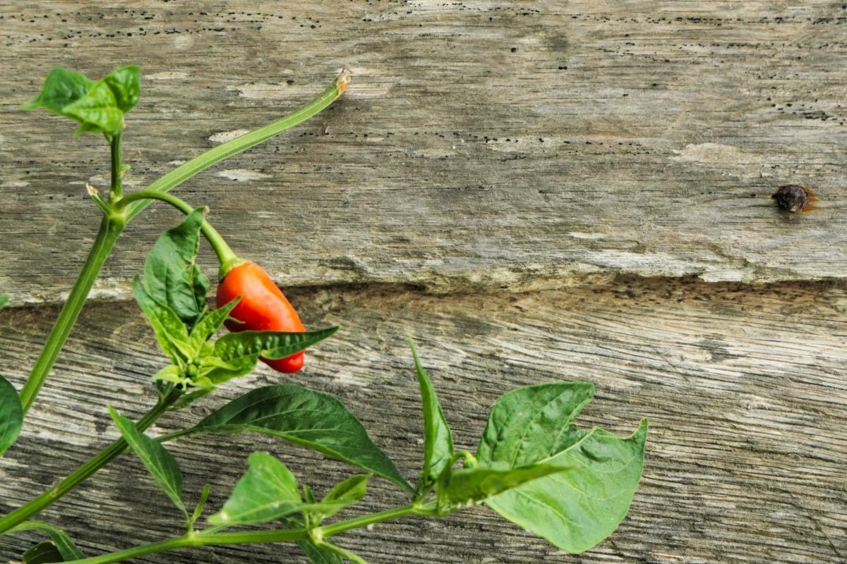 How to Grow Chili Peppers