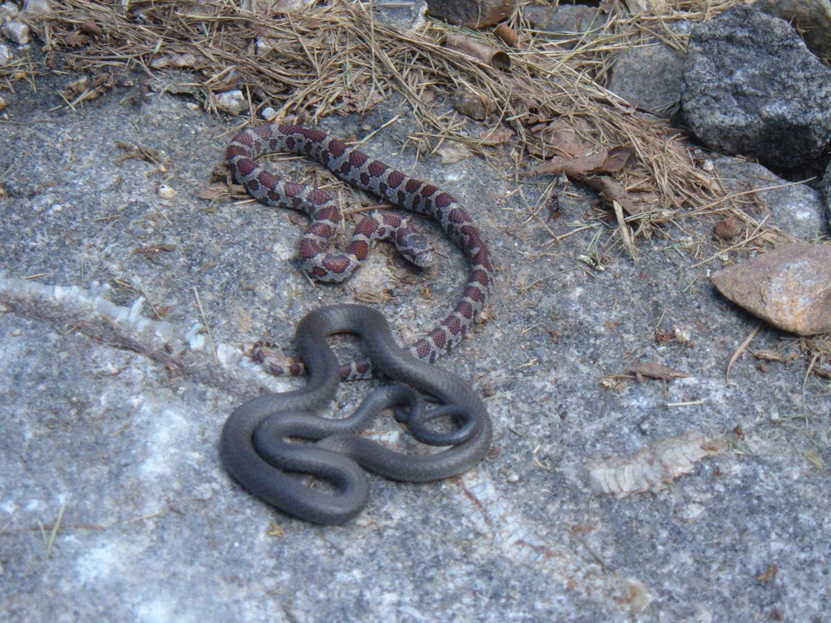Different types of snakes often hide in the same areas