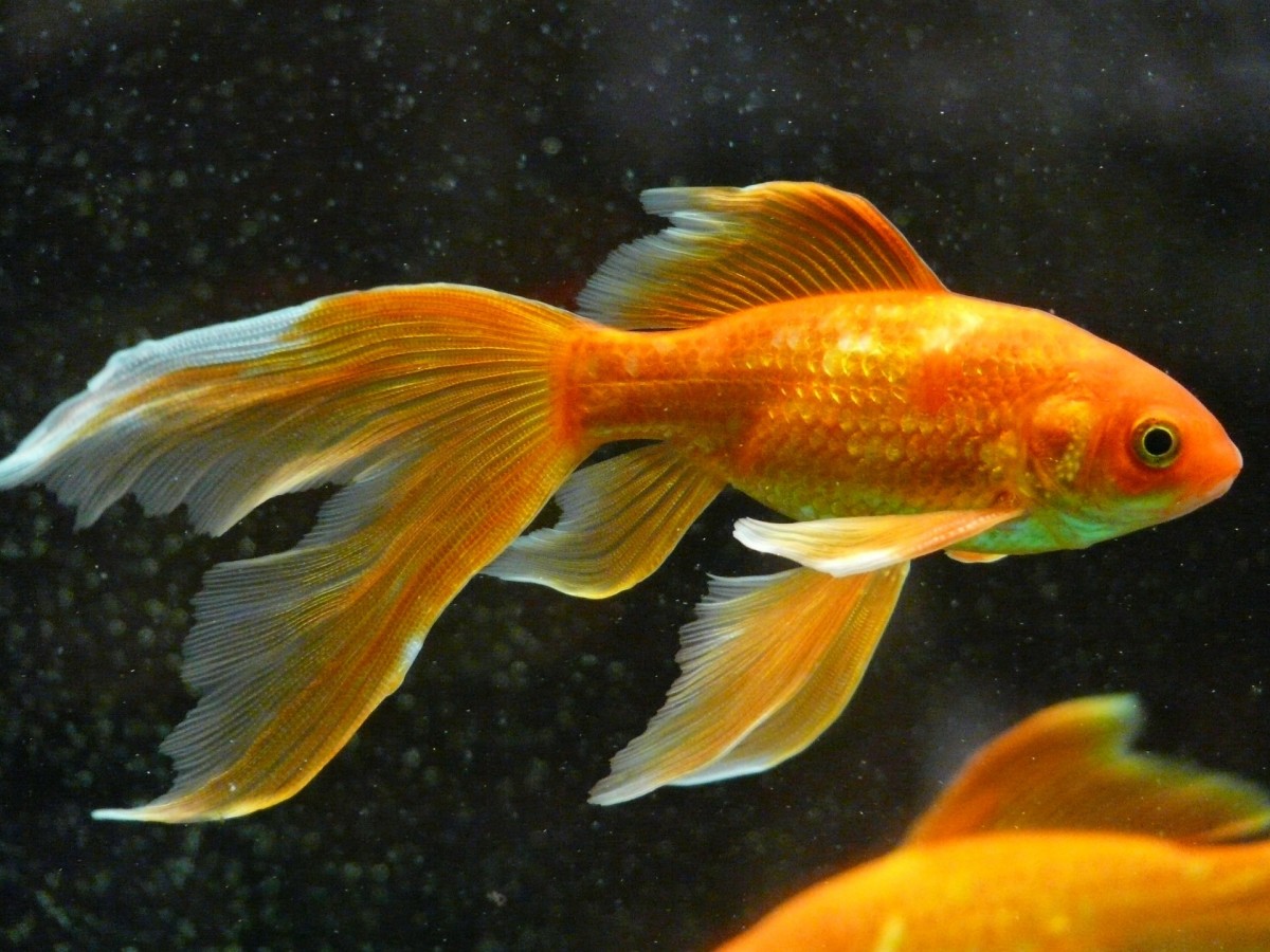 Goldfish are a cheap option, but they are not edible.