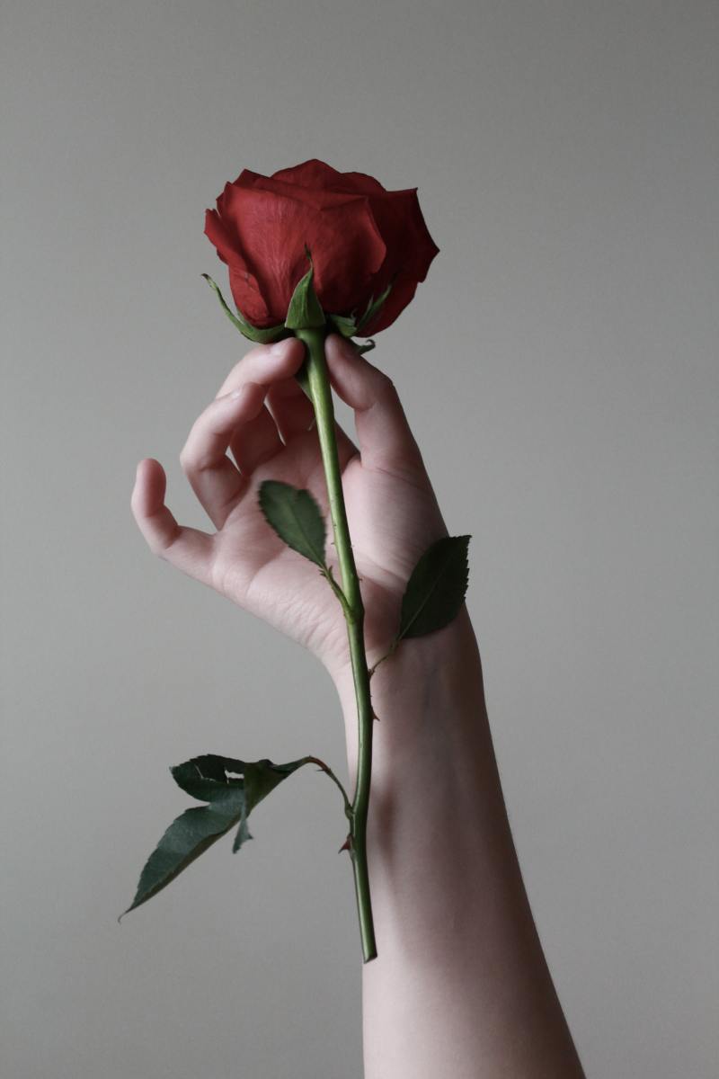 fragile rose