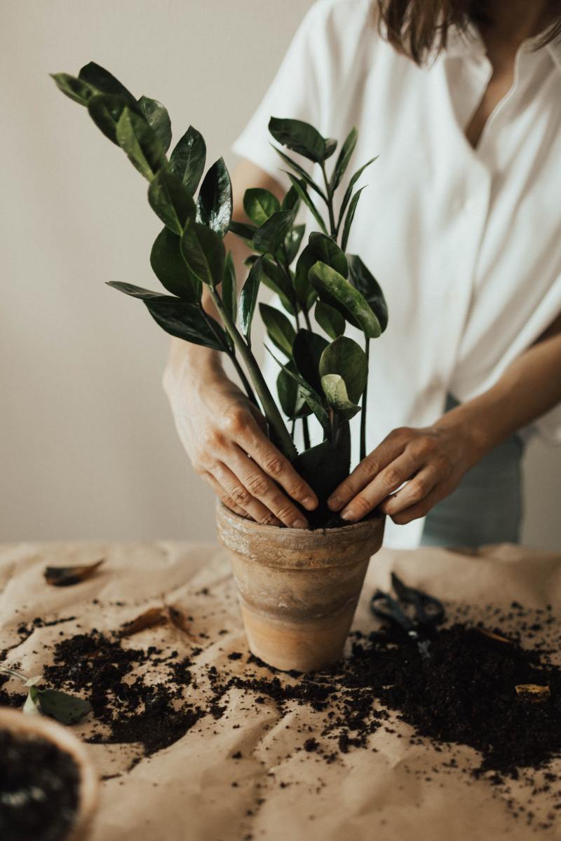 10 Ways to Keep Your Houseplants Alive and Healthy Dengarden