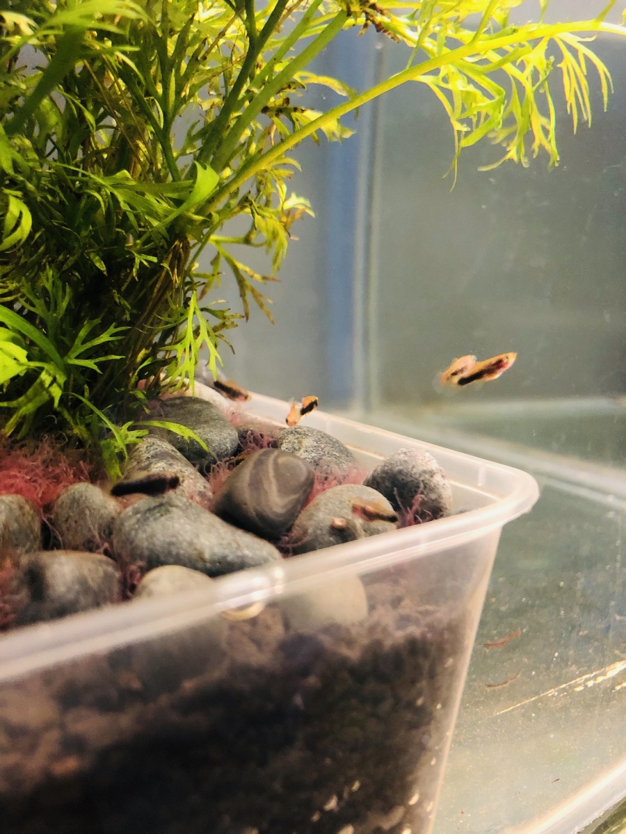 Let your fish do all the work for you to make fish tank fertilizer.