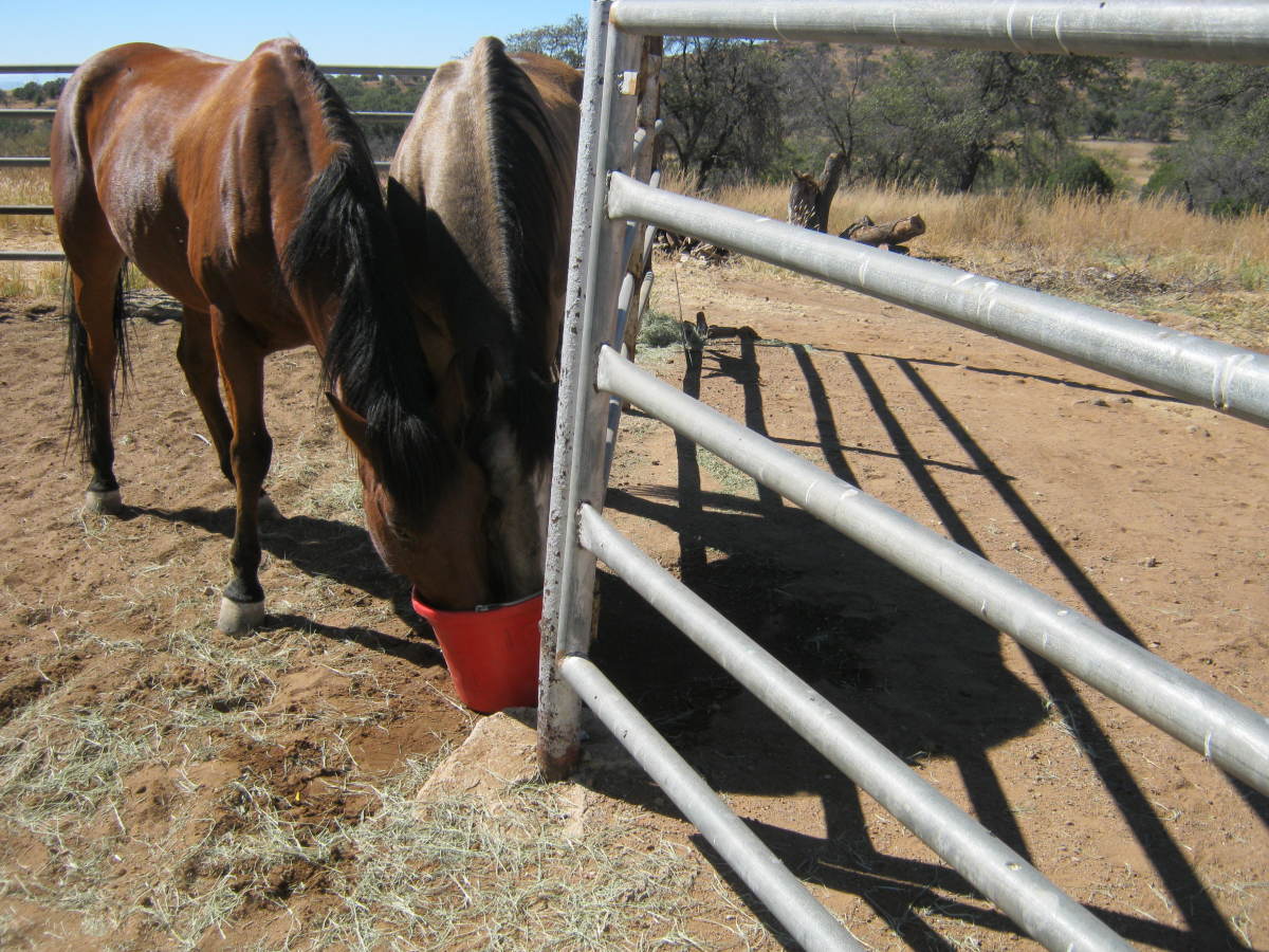 How To Photograph Your Backyard Horse For Sale Hubpages