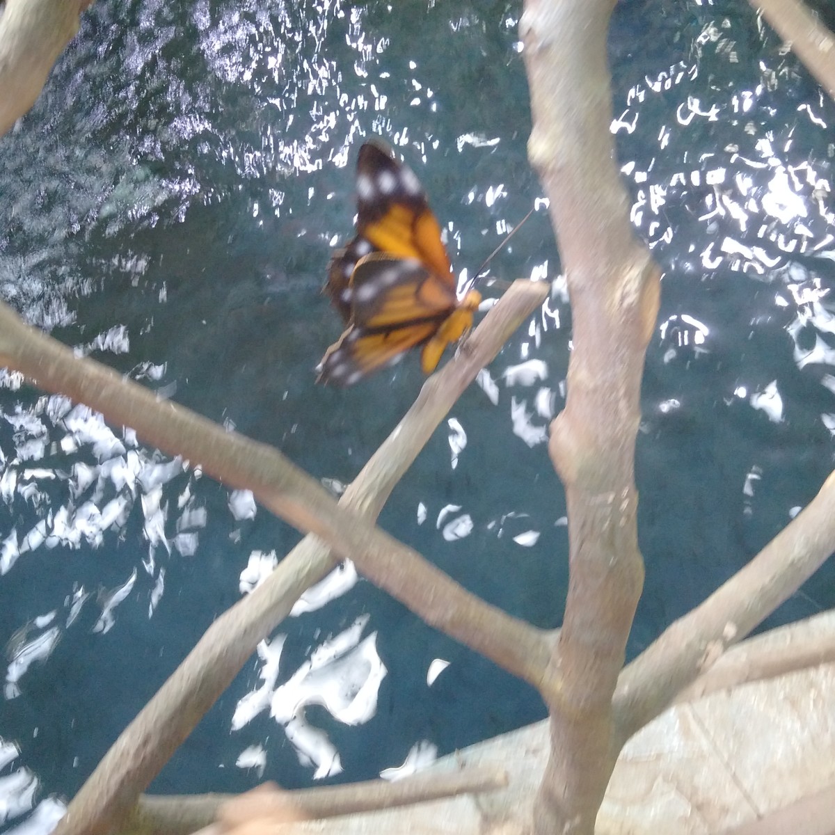 The Butterfly Park in Dubai: Just Like a Dream