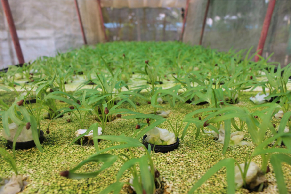 Vegetable Seedlings Inside a Cheap Indoors Grow Tent Setup