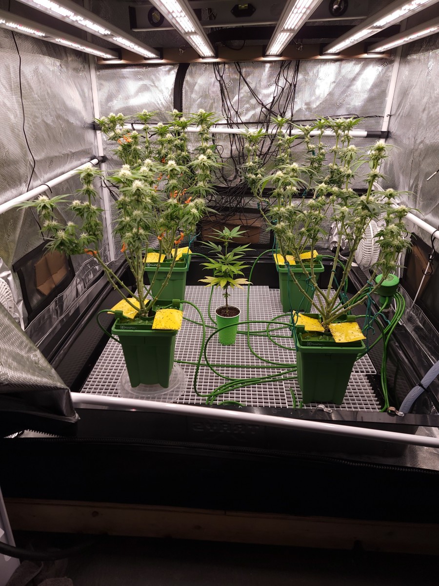 Cannabis Indoor Grow Tent with Coco-Coir.