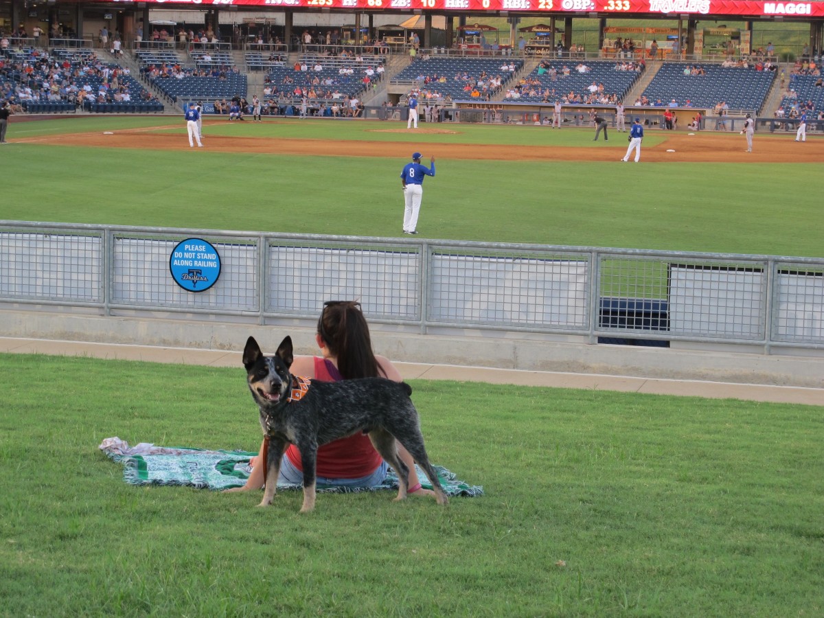 how-to-take-your-dog-to-a-major-league-baseball-game