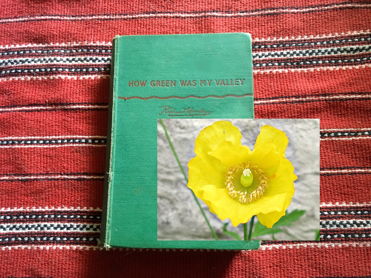 My father’s copy of “How Green Was My Valley” plus a Welsh poppy