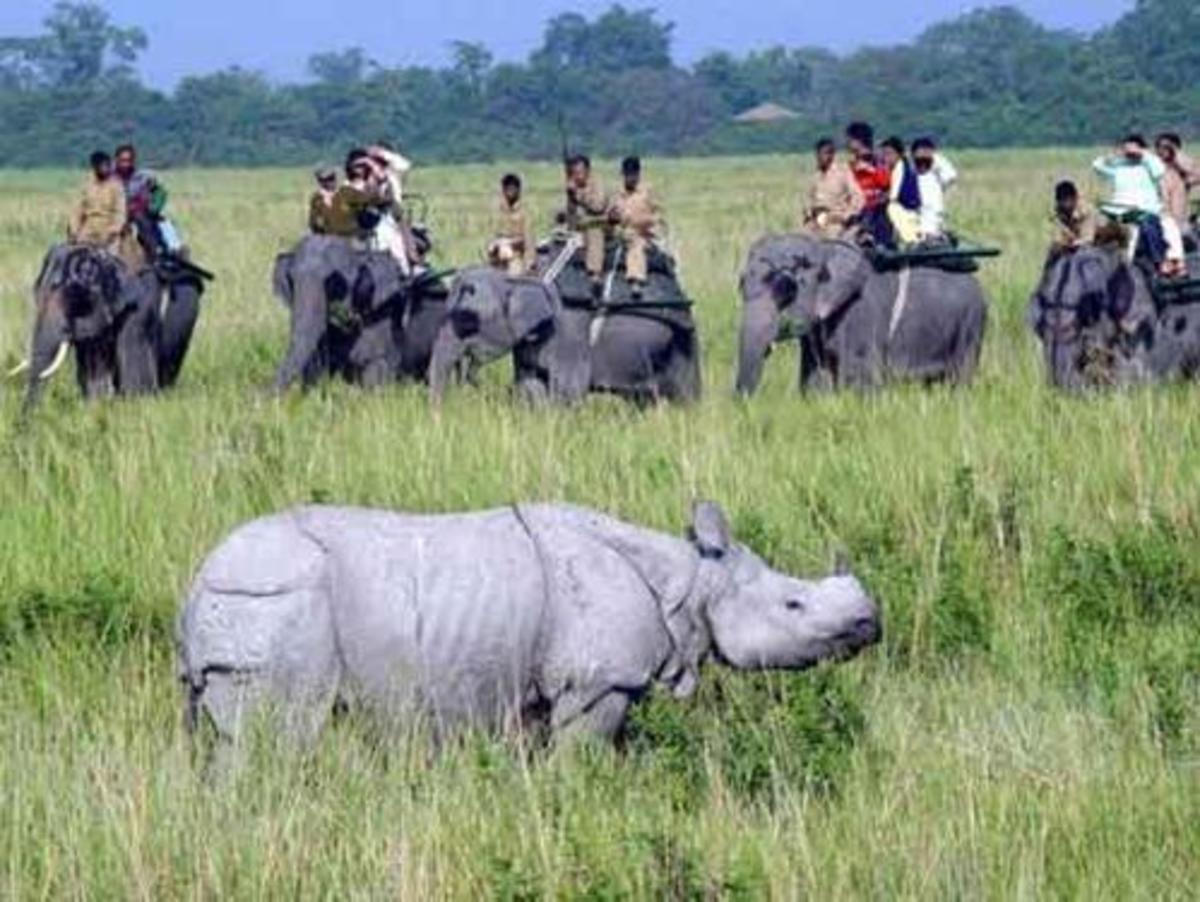 visiting-the-kaziranga-world-heritage-forest-reserve-in-indian-assam