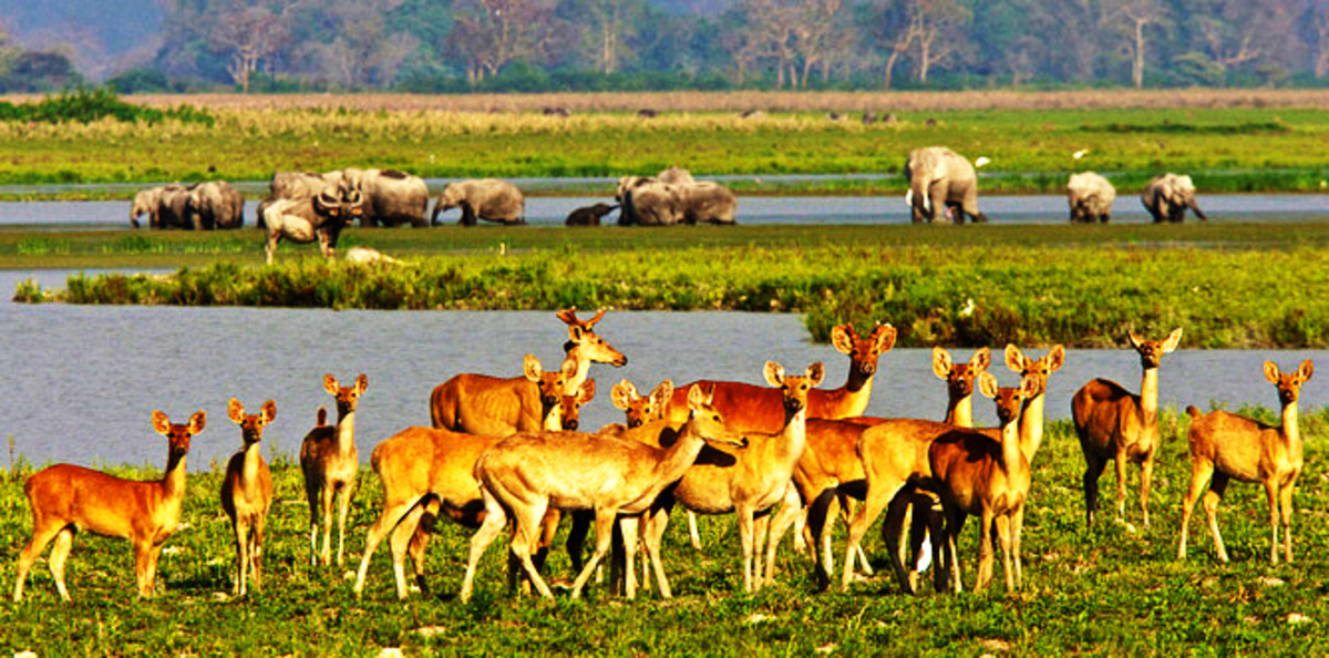 visiting-the-kaziranga-world-heritage-forest-reserve-in-indian-assam