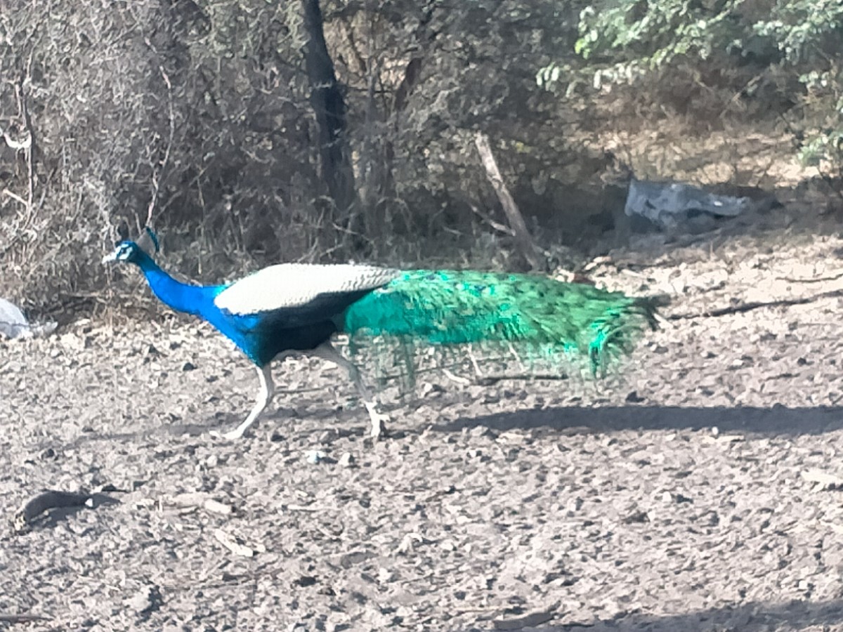 A wild peacock seen en route