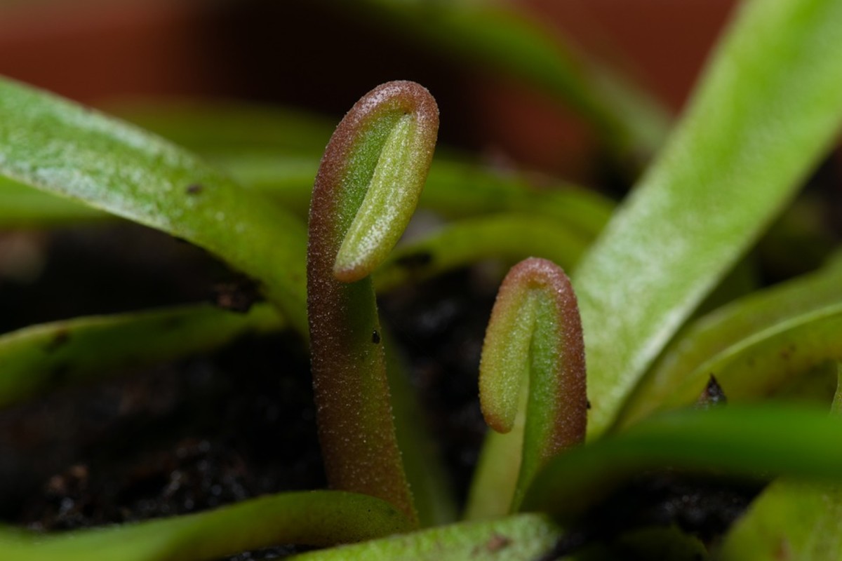 how-to-care-for-venus-fly-traps