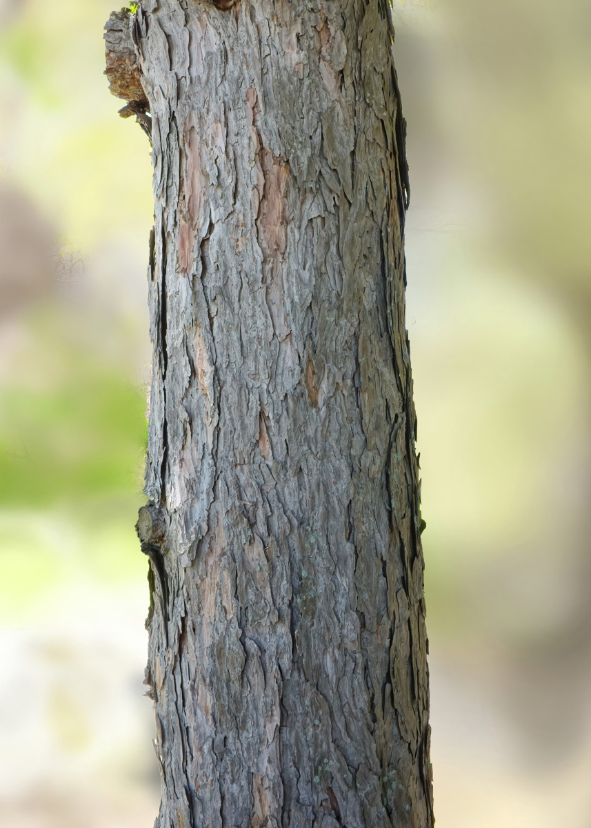 Tamarack tree/Eastern or American Larch tree bark