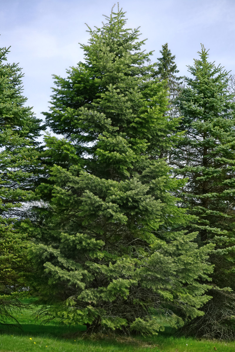 White Fir tree (Abies concolor)