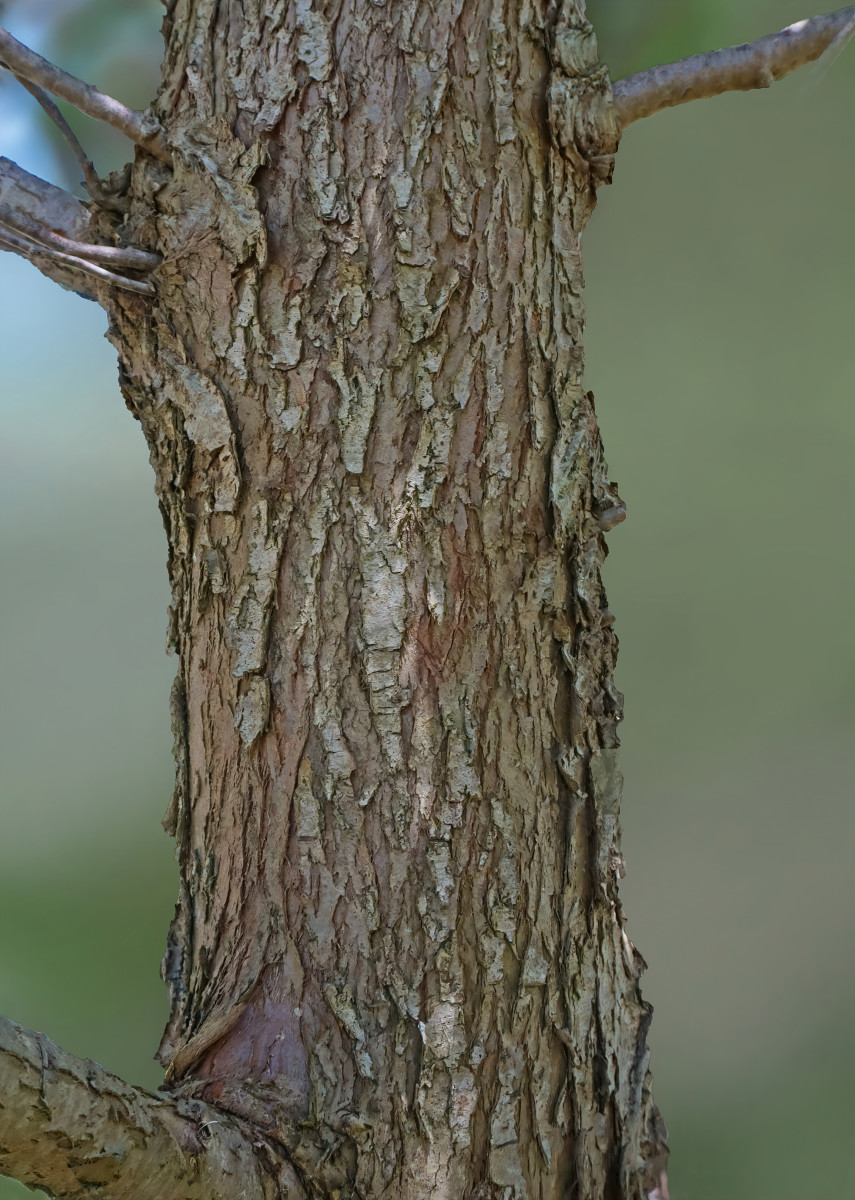 NORTHERN WHITE CEDAR TREE / ARBOVITAE TREE BARK