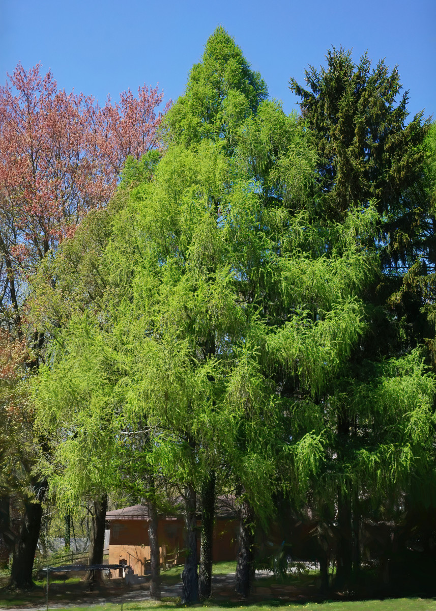 Tamarack tree/Eastern or American Larch tree (Larix laricina)