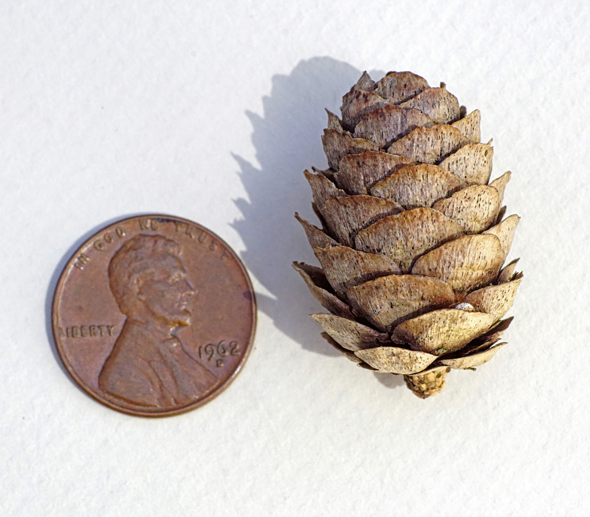 Tamarack/Eastern or American Larch seed cone (female)
