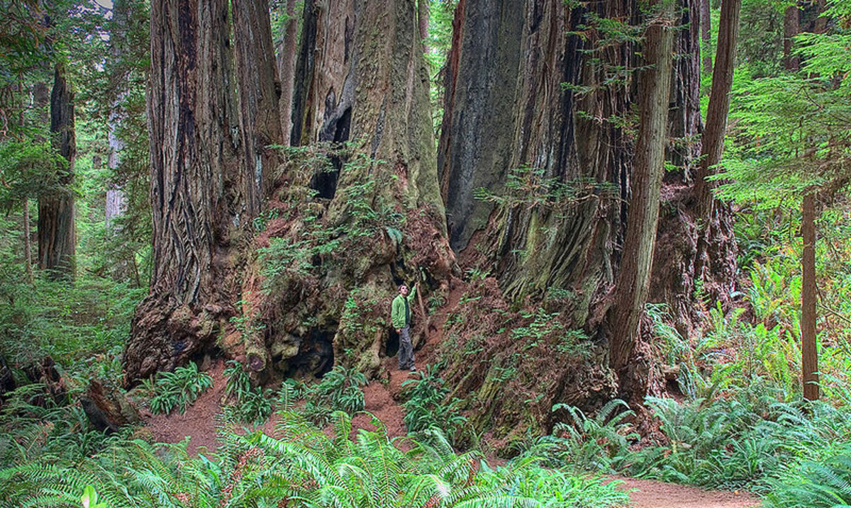 The base of a redwood.  Note the man in the picture
