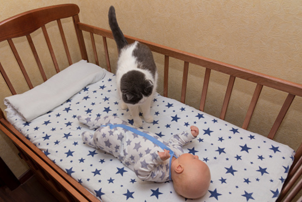 当一只猫被看到好奇地检查婴儿的嘴唇时，它们的意图并非险恶，更可能是在努力寻找美味牛奶气味的来源。