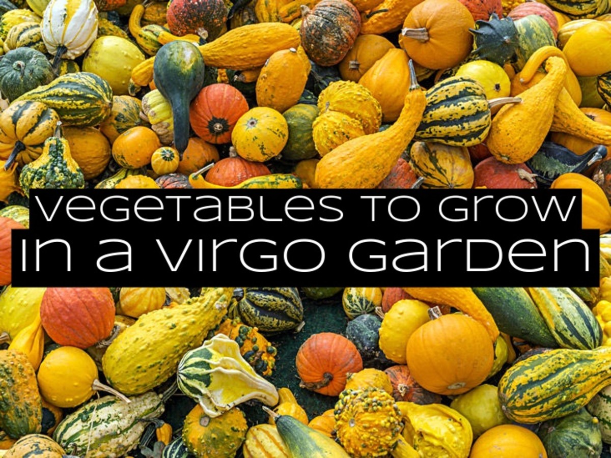A Virgo garden patch should have vegetables that are easy to grow, hardy, and can be used for a variety of meals.